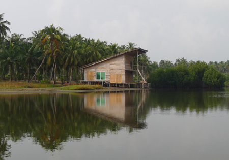 mangrove