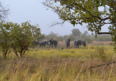 Eléphants