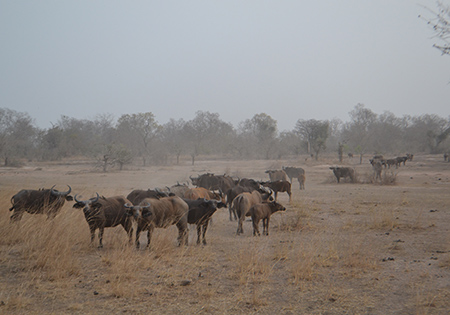 Pendjari, buffles