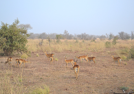 Pendjari